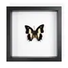 Borboleta Real, Espécie Preciosa de Verão, Borboleta Rara com Asas Verdes Grandes, Ornamento de Mesa, Espécime de Presente, Pintura Decorativa, Porta-Retrato de Borboleta