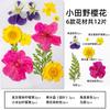 Novo Pacote de Material DIY Artesanal em Relevo de Flores Secas Estilização de Maquiagem Foto Pessoal Maquiagem Facial Flores Reais em Relevo