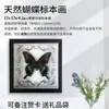 Porta-Retrato com Espécime de Borboleta Verdadeira Faixa Verde Borboleta Cuifeng Pintura Decorativa Pintura de Parede Ornamentos para Pendurar Estação de Venda de Presentes de Educação Popular Científica Pegar Mercadorias