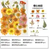 Marcador de Flores Secas Espécimen de Planta Película Selladora Botella Flores Prensadas Recolectadas en Otoño Material Hecho a Mano DIY Flor Transparente