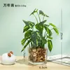 Planta Verde Creativa Hierba de Cuatro Hojas Cheyenne Planta en Maceta de Simulación Decoración del Hogar Escritorio de Oficina Planta de Simulación Crecimiento de Ojos Bonsái