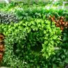 Acessórios de Plantas Simuladas do Fabricante, Decoração de Parede de Planta Verde Artificial, Gramado de Planta de Plástico, Flor Artificial, Ramo de Folhas Atacado