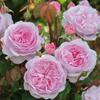 Mudas de Rosa, Trepadeiras, Plantas Floríferas, Plantas Verdes em Vasos com Flores Extra Grandes, Suco de Rosa de Quatro Estações, Rosas Trepadeiras de Varanda