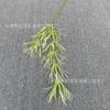Guanyinlian de siete cabezas Pasto Pico de Bambú Flores de Simulación para Boda Plantación Verde Hoja de Color a Mano Taro Sagitaria Murraya Material de Flor Mori