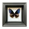 Marco de Foto con Espécimen de Mariposa Cola de Golondrina Banda Verde Pintura Decorativa Pintura para Colgar en la Pared Se Puede Colocar o Colgar Regalo de Cumpleaños Regalo de Vacaciones