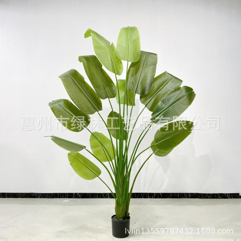 240cm 16叶胶片旅人蕉_副本