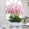 Mudas de Phalaenopsis, um Grande Número de Mudas de Phalaenopsis Envasadas com Botões, Plantas de Interior e Florais que são Fáceis de Cultivar em Todas as Estações