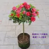 Árvore de Pirulito, Tocos de Árvore, Mudas de Rosa com Flores Extra-Grandes, Plantas Floríferas para o Jardim, Florescendo o Ano Todo, Rosas em Forma de Árvore