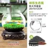 Acuario Ecológico Acuario Hierba Acuática Micro Paisaje a Hoja Huevo de Dragón Vidrio Planta Verde diy Pequeño Hidropónico Casero de Escritorio