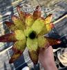 Piña Linda Colorida Piña Selva Tropical Tanque de Agua y Tierra Ecológico Plantas Acuáticas Terrario para Reptiles Paisajismo Plantas Epífitas de Uso Común