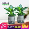 [Compra uno, llévate otro gratis] Planta Verde de Hoja Grande Diamante Dorado Princesa Verde Planta de Interior en Maceta para Oficina, Perenne Todo el Año, Cultivo Hidropónico y en Tierra