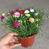 Girasol Doble Pétalo Brotes Ramas Plantas en Maceta Colores Mixtos Flores Grandes con Raíces y Capullos Flores de Interior Plantas Verdes Fáciles de Cuidar