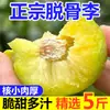 Ciruelas Rojas Crujientes Deshuesadas Auténticas de Sichuan, Ciruelas de Tierra Verde, Frutas Frescas, Ciruelas Yinghong de Temporada, Azúcar con Miel, Venta al por Mayor de Wenchuan