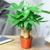 Árbol del Dinero Pequeño en Maceta Plantas Verdes de Escritorio Plantas Verdes de Interior Árbol del Dinero al por Mayor Plantas Verdes Árbol del Dinero Perenne Todo el Año