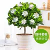 Planta de gardênia em vaso, planta com flor de pirulito de haste única para varanda interna, muda de cheiro forte, gardênia peônia de pétalas duplas