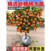 Plántulas de Naranja Dulce Sin Semillas, Plántulas de Naranja Dulce, Plantas de Maceta para Patio, Naranjas Belleza Roja, Plantación de Frutales en el Sur y el Norte
