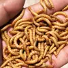 Tenébrios Vivos para Papagaios, Tartarugas, Escorpiões, Hamsters e Estorninhos; Alimento vivo de tenébrio com frete grátis