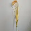 Espigas de Arroz Híbrido: Modelo de Planta de Espiga de Trigo Artificial, Modelo de Campo de Arroz con Espigas de Cebada