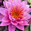 Planta hidropónica de nenúfar para todo el año, cultivo de loto en agua, pecera con flores, bloque de raíces para estanque de loto con flores.