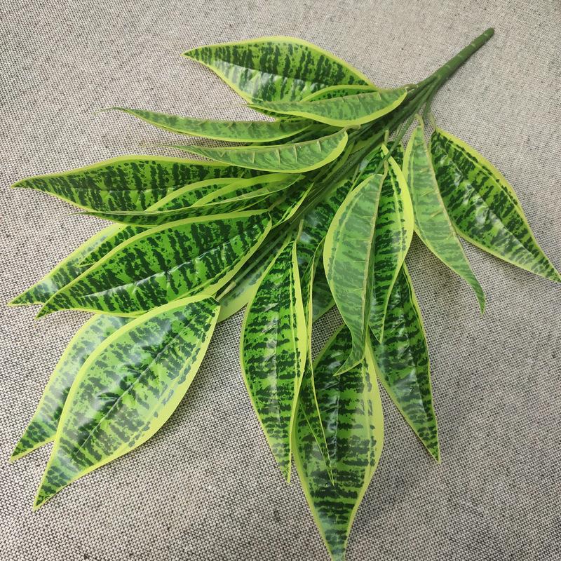 26叶虎皮兰树
