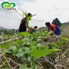 Semillas de Punta de Luffa, Huerto Familiar de Verduras en Maceta, Verduras de Cuatro Estaciones, Crujientes, Tiernas y Deliciosas, Las Semillas de Punta de Luffa Son Fáciles de Plantar