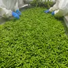 Edamame Congelado Tesouro Esmeralda Taiwan 75 Restaurante Hotel Vegetais Amostras Grátis Edamame Fresco Congelado Envio de Tonelada Inteira