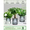 Árbol de la Fortuna Trenzado Planta Pequeña en Maceta Bonsái Escritorio Oficina Planta Verde Tolerante a la Sombra Planta Hidropónica
