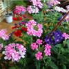 Sementes de Centáurea Perene no Atacado de Várias Regiões, Sementes de Dianthus Multicolores, Flores Medicinais, Flores de Trigo Gigantes, Sementes para Jardinagem