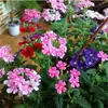 180 Variedades de Sementes de Flores Não Repetitivas, Fáceis de Cultivar em Todas as Estações, Podem Afastar Mosquitos, Adequadas para Varandas Internas e Externas, Distribuição Transfronteiriça