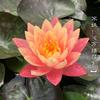 Una Pieza de Dropshipping Floración Cuatro Estaciones Nenúfar Grande Planta Hidropónica Loto Criado en Agua Loto Acuático Flor en Maceta Nenúfar Pequeño