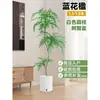 Planta Viva Jacaranda Sala de Estar Planta Grande en Maceta Interior Fácil de Mantener de Pie Flor Real Paisaje Jardinería para Absorber Formaldehído