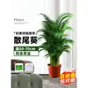 Planta Grande en Maceta para Sala de Estar, Oficina de Pie en Interiores, Palma Areca, Bambú y Ave del Paraíso Flores Reales