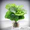 Plantas hidropônicas fáceis de cultivar em ambientes internos Calathea Maçã Verde planta verde planta em vaso adequada para todas as estações sala de estar escritório mesa folhas grandes tolerante à sombra