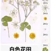 Marcador de Página de Flores Secas Artesanal DIY Material Transparente Espécime Caseiro Cola de Gota Planta Embossada Flor Pasta Frasco para Alunos do Ensino Fundamental