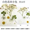 Garrafa Transparente Marcador de Livro com Flores Secas DIY Espécime de Planta Feito à Mão Filme de Laminação de Flores Prensadas Presente Infantil para Alunos do Ensino Fundamental