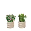 Plantas Atractoras de Fortuna, Árbol del Dinero, Suculentas Difíciles de Matar, Plantas Verdes para Escritorio de Oficina, Macetas