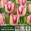 Resistencia al FríoTulipán Holandés Hidropónico Planta de Floración Cuatro Estaciones Planta Verde Flores en Maceta para Sala de Estar Apto para Principiantes