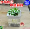 Contenedores Hidropónicos DIY para Semillas como Pomelo, Loto y Lichi; Decoración para Hogar para Dormitorios, Casas de Huéspedes y Adornos de Mesa; Jarrones para Plantas