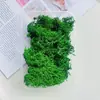 Folha Imortal Folhas Secas Folhas de Buxo Folhas de Eucalipto Folhas de Samambaia Folhas Mistas DIY Artesanal Material para Porta-Retrato de Espécime