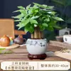 Árvore da Fortuna Flor em Vaso Planta Verde Interior Sala de Estar Ar Fresco Bom para Alimentar e Atrair Riqueza Árvore da Fortuna Chinesa Bonsai