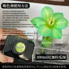 Colorante para flores, absorbente de color para rosas, solución absorbente de color, tinte, colorante para ramos y floristerías