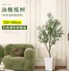 Planta de olivo en maceta para sala de estar interior, esquejes reales, planta grande en maceta, fácil de cuidar, adecuada para inauguración de casa y mudanza
