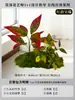 Musgo para Paisajismo de Plantas Verdes Plantas Artificiales Decoración Flores Artificiales Combinación Tropical para Interiores Paisaje de Ventana Persa Arreglo de Césped