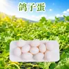 Ovos de pombo de criação livre da fazenda Henan, disponíveis para entrega em caixas de 10/20/30 ovos de pombo frescos alimentados com grãos mistos
