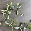 Enredaderas Simuladas de Frutos de Olivo, Árboles Artificiales para Paisajismo, Decoración de Plantas Verdes Transfronteriza al por Mayor