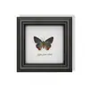 Raro Adorno Pequeño de Insecto Precioso con Rayas Verdes, Espécimen de Mariposa Azul, Regalo de Cumpleaños para Personas Mayores, Amigos o Niñas, Marco de Espécimen de Mariposa