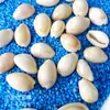 Concha Caracol Dongfeng Materiales de Producción para Manualidades DIY Pegamento Recipiente Productos Marinos DIY