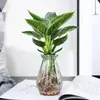 Plantas Verdes Hidropónicas para Salas de Estar Interiores, Plantas Fáciles de Cuidar, Plantas Populares Cultivadas en Agua que Purifican el Aire, Plantas en Maceta de Bajo Mantenimiento que Absorben Formaldehído