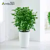 Árbol Feliz Planta Verde En Maceta Interior Planta Verde Grande En Maceta Árbol de la Paz Fácil de Cultivar Perennifolio Árbol Feliz Venta al por Mayor