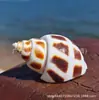 Concha de Concha Natural para Caranguejo Eremita, Concha de Reposição para Peixes, Rocha Decorativa Mediterrânea para Aquário